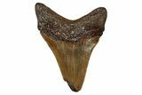 Serrated, Juvenile Megalodon Tooth - North Carolina #351201-1